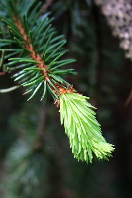 Picea abies 'Virgata' - smrk ztepilý - jarní výhonek